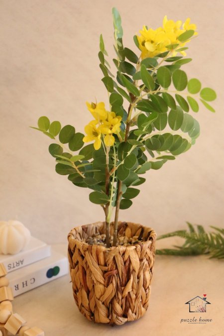 اصفر